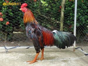 Cách đá gà mạng luôn thắng