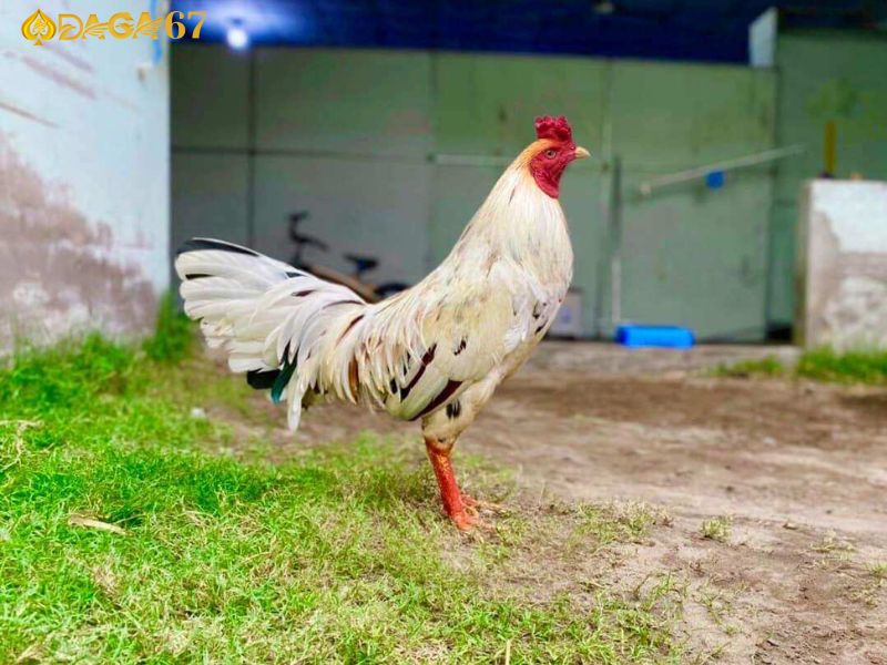 Cần xây dựng chế độ chăm sóc phù hợp cho chiến kê Cần xây dựng chế độ chăm sóc phù hợp cho chiến kê
