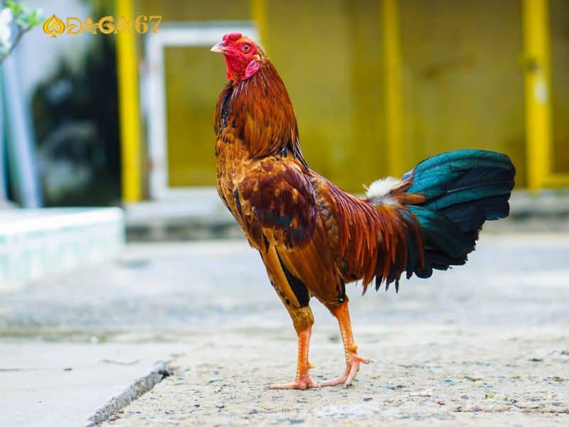 Chiến kê thuộc mệnh Hỏa thuộc gà điều Chiến kê thuộc mệnh Hỏa thuộc gà điều