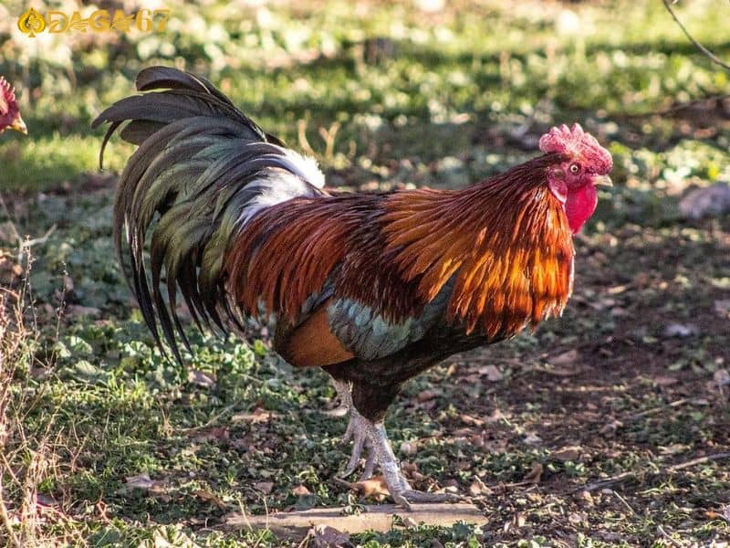 Chọn ngày đá gà điều phù hợp Chọn ngày đá gà điều phù hợp