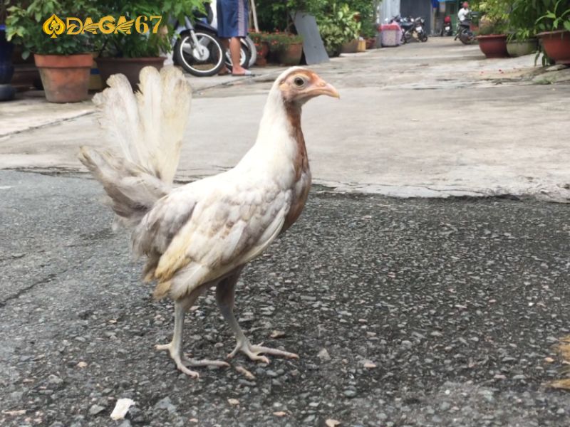 Gà bướm chân xanh có sự linh hoạt và khỏe mạnh Gà bướm chân xanh có sự linh hoạt và khỏe mạnh