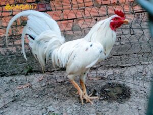 Gà bướm có màu lông sáng thường là trắng sữa