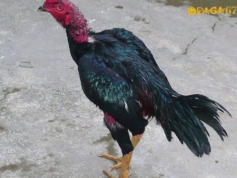 Gà chiến mệnh Thủy sỡ hữu bộ lông màu đen Gà chiến mệnh Thủy sỡ hữu bộ lông màu đen