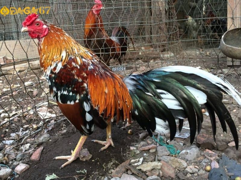 Gà cọp xuất hiện ở nhiều khu vực Gà cọp xuất hiện ở nhiều khu vực