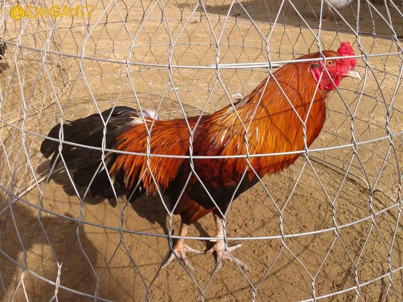 Gà điều chân trắng di chuyển linh hoạt Gà điều chân trắng di chuyển linh hoạt