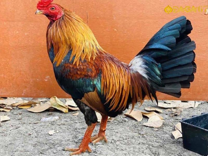 Gà điều chân vàng phổ biến nhất Gà điều chân vàng phổ biến nhất