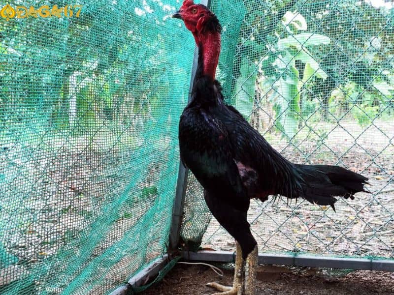 Gà điều ô đá tốt, thể lực cao Gà điều ô đá tốt, thể lực cao