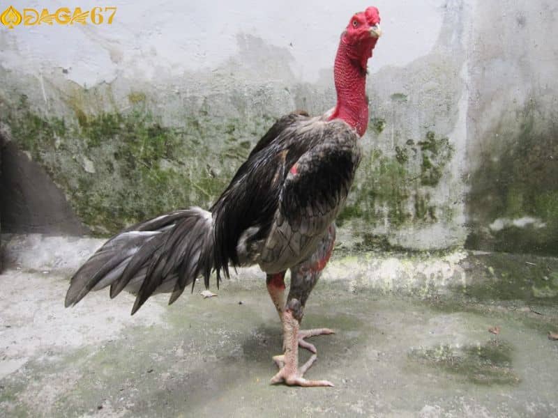 Gà mệnh Mộc có lông xám cú Gà mệnh Mộc có lông xám cú