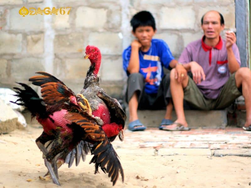 Kinh nghiệm lựa chọn gà cọp chuẩn Kinh nghiệm lựa chọn gà cọp chuẩn