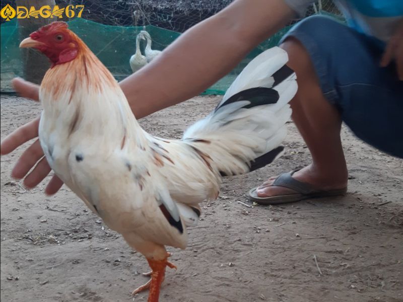 Màu khắc chế gà bướm hiện nay là những chiến kê mệnh Hỏa Màu khắc chế gà bướm hiện nay là những chiến kê mệnh Hỏa