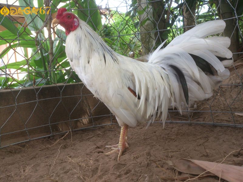 Màu mệnh gà bướm là thuộc mệnh Kim Màu mệnh gà bướm là thuộc mệnh Kim
