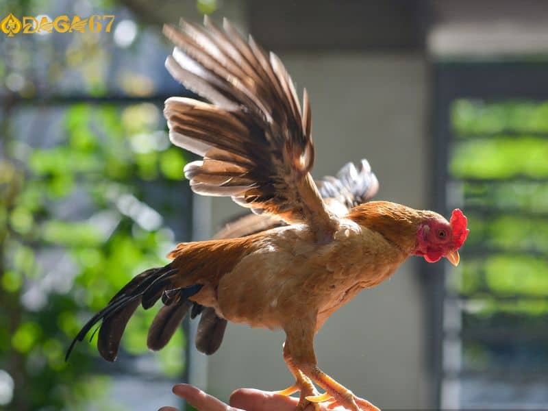 Tập trung vào những phân tích của BLV Tập trung vào những phân tích của BLV