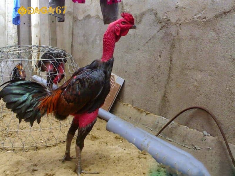 Theo dõi và cược vào các trại gà mạnh Theo dõi và cược vào các trại gà mạnh