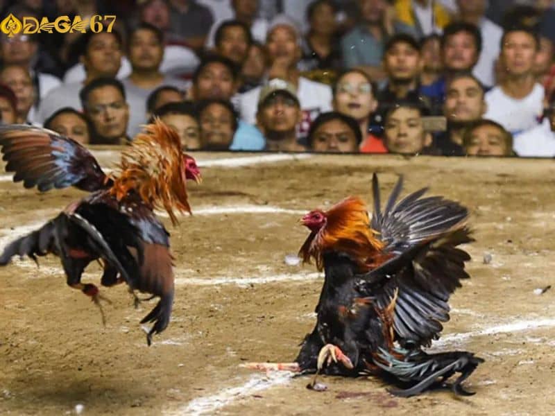 Tìm hiểu luật chơi để tránh mắc sai lầm Tìm hiểu luật chơi để tránh mắc sai lầm
