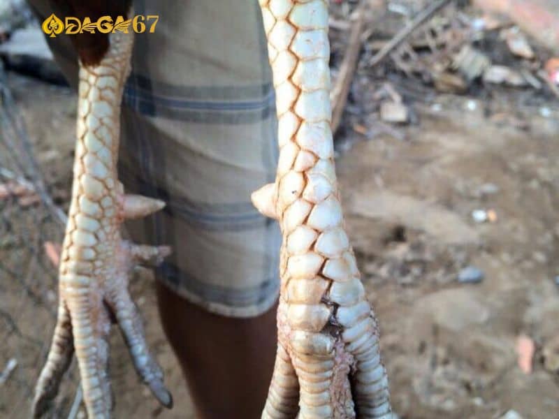Vảy gà huyền trâm là chiến kê dũng mãnh Vảy gà huyền trâm là chiến kê dũng mãnh