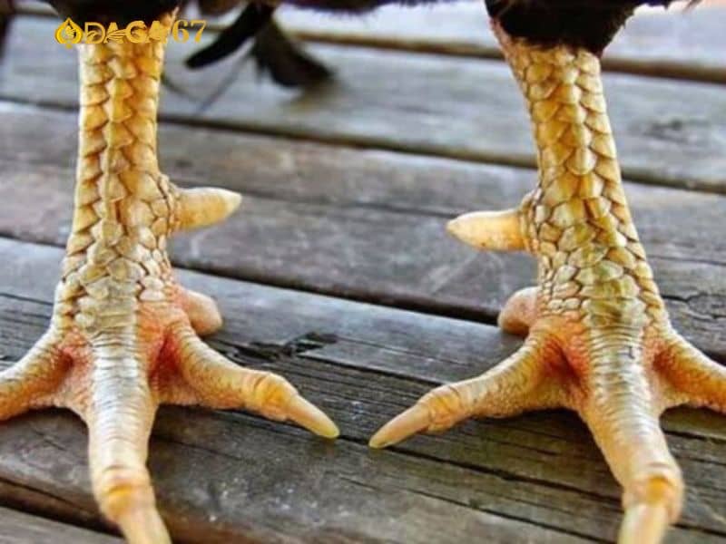 Vảy kích giáp có khả năng đá tốt Vảy kích giáp có khả năng đá tốt