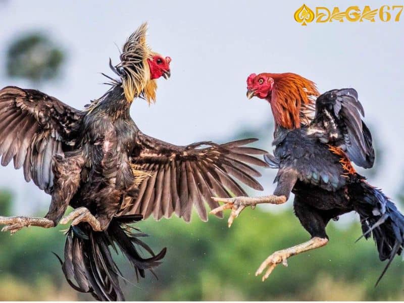 Đá gà cựa sắt là hai chiến kê được gắn thêm cựa sắt bén