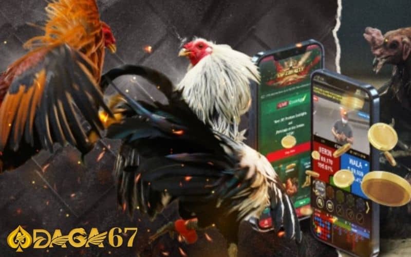 Đá gà là sản phẩm nổi bật cung cấp các trận đấu hấp dẫn Đá gà là sản phẩm nổi bật cung cấp các trận đấu hấp dẫn